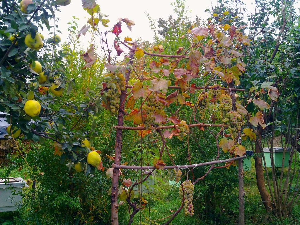 Farmer'S Guest House Telavi Dış mekan fotoğraf